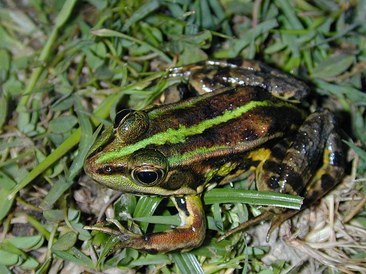 Pelophylax bergeri